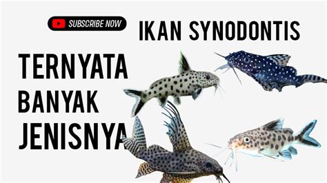 Apakah ikan synodontis berbahaya  Dari atas ke bawah: Amphiprion ephippium, Amphiprion frenatus, Amphiprion bicinctus dan Amphiprion ocellaris